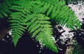 Aroma of tropical forests and humidity after the rain