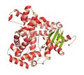 Aromatase (estrogen synthase) enzyme. 3D Illustration.