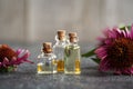 Aromatherapy essential oils with echinacea flowers Royalty Free Stock Photo