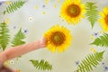 Aromatherapy with flower petals.Bath water with sunflower petals.top view Royalty Free Stock Photo