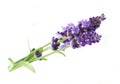 The aromatherapy of lavender.