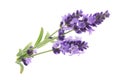 The aromatherapy of lavender.