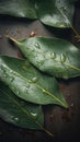 Aromatic Bay leaves Spice Vertical Background.