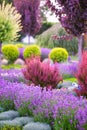 Aromatic Bliss: Reveling in Lavender's Splendor in Backyard Design
