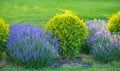 Aromatic Bliss: Reveling in Lavender's Splendor in Backyard Design