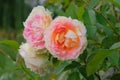 Aromatic coral rose flowers on beautiful bush in flowers garden in summer morning. Roses background in flowers garden. Royalty Free Stock Photo