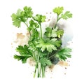 Aromatic Coriander Spice Square Background.