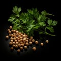 Aromatic Coriander Spice Square Illustration.