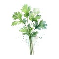 Aromatic Coriander Spice Square Watercolor Illustration.