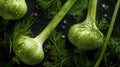 Aromatic Fennel Herbs Horizontal Background.