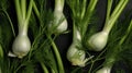 Aromatic Fennel Herbs Horizontal Background.