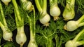 Aromatic Fennel Herbs Horizontal Background.