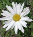 Aromatic flower of all lovers white chamomile she will answer the question of loves or dislikes