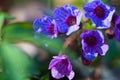 Aromatic flowers of unspotted lungwort, Pulmonaria obscura, grow in early spring forest, bright direct sunshine Royalty Free Stock Photo