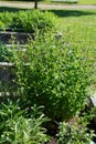 mentha spicata nane or turkish mint big plant in herb garden