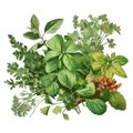 Aromatic fresh herbs. Basil, oregano, parsley, oregano. Watercolor illustration isolated on white background. Generative AI