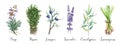 Aromatic garden herbs watercolor collection. Hand drawn fresh sage, thyme, lavender, juniper, lemongrass, eucalyptus