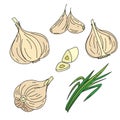 Aromatic garlic. Fresh, beautiful and beautiful garlic.