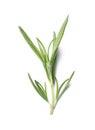 Aromatic green rosemary sprig isolated. Fresh herb Royalty Free Stock Photo