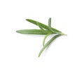 Aromatic green rosemary sprig isolated on white. Fresh herb Royalty Free Stock Photo