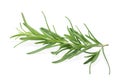 Aromatic green rosemary sprig isolated on white. Fresh herb Royalty Free Stock Photo