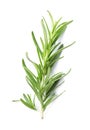 Aromatic green rosemary sprig isolated on white. Fresh herb Royalty Free Stock Photo