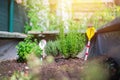 Urban gardening: cultivation of tasty herbs on fruitful soil in the own garden, raised bed. Rosemary Royalty Free Stock Photo