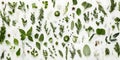 Aromatic Herb Assortment Culinary Medicinal Herbs Flat Lay on White Background Royalty Free Stock Photo