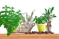 Aromatic herb garden with pots of basil and mint on a shelf isolated on white