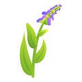 Aromatic herb icon cartoon vector. Sage plant