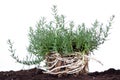 Aromatic herb isolated on white with root in soil