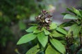 Aromatic herb purple Basil flower plant Royalty Free Stock Photo