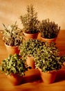 Aromatic herbs Royalty Free Stock Photo