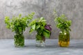 Aromatic herbs bunch, basil, mint and oregano