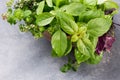 Aromatic herbs bunch, basil, mint and oregano Royalty Free Stock Photo