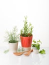 Aromatic herbs for cooking or decoration