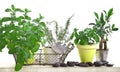 Aromatic herbs garden isolated on white