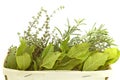 Aromatic herbs isolated