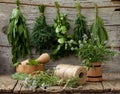 Aromatic herbs lovage, dill, cilantro, hyssop, sage, blue fenugreek, thyme Royalty Free Stock Photo