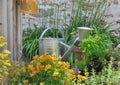 Aromatic herbs and watering can Royalty Free Stock Photo