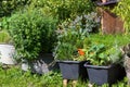 Aromatic kitchen herbs planted in containers.