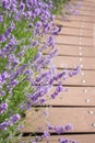 Lavender flowers blooming on a bright sunny day