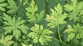 Aromatic Lovage Herbs Horizontal Background Illustration.