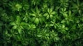 Aromatic Lovage Herbs Horizontal Background.