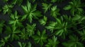 Aromatic Lovage Herbs Horizontal Background.