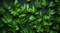 Aromatic Lovage Herbs Horizontal Background.