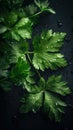 Aromatic Lovage Herbs Vertical Background.