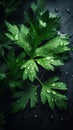 Aromatic Lovage Herbs Vertical Background.