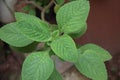 Aromatic mint growing, leaf close-up, top view. Royalty Free Stock Photo