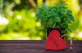 Aromatic mint on a wooden table. Young sprigs of mint on a green blurred background and a red wooden heart. Copy space.